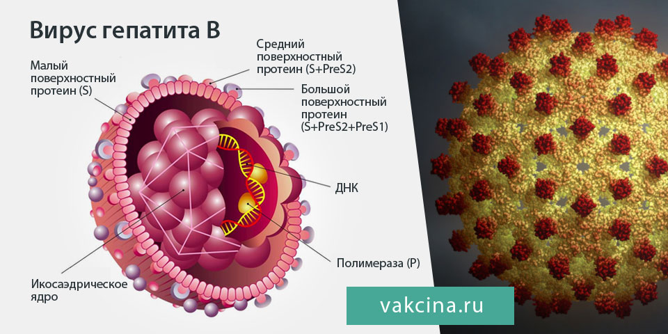 Вирус гепатита B
