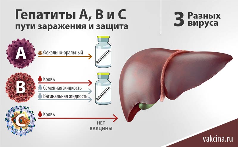 Гепатиты A, B и C - пути заражения и защита