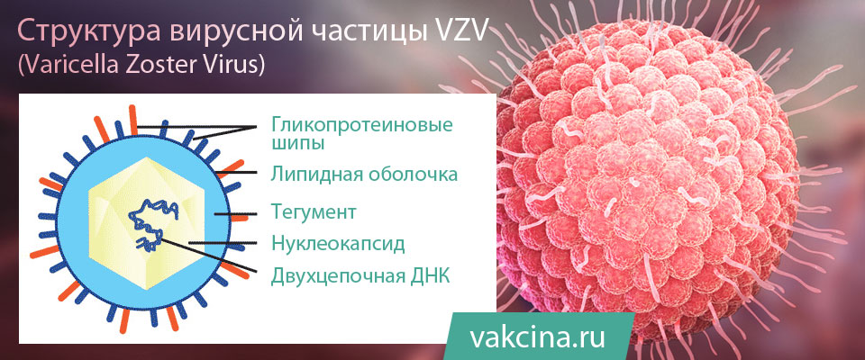 Структура вируса ветряной оспы